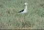 Blackwinger Stilt picture