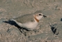Chestnut Banded Plover picture