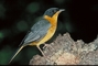 Chorister Robin picture