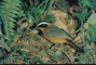 Heuglins Robin picture