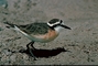 Kittlitz's Plover picture