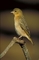 Masked Weaver picture