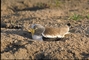 Whitecrowned Plover picture