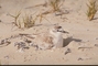 Whitefronted Plover picture