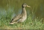 Yellowbilled Duck picture