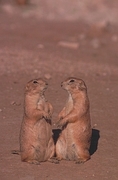 Black-Tailed Prairie Dog Magnet