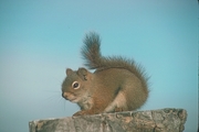Red Squirrel Magnet