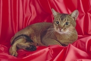 Abyssinian Magnet