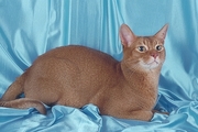 Abyssinian Magnet
