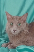 Angora T-Shirt