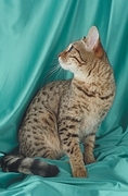 Bengal T-Shirt