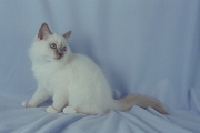 Birman Magnet