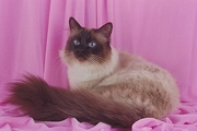 Birman Magnet