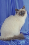 Birman Magnet