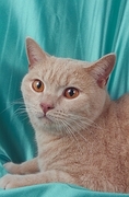 British Shorthair T-Shirt