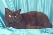 British Shorthair Magnet