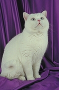 British Shorthair Magnet