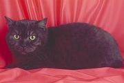 British Shorthair Magnet