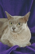 Burmese T-Shirt