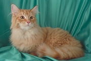 Maine Coon Magnet