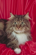 Maine Coon Magnet