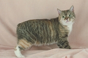 Manx Magnet