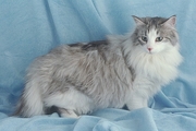 Norwegian Forest T-Shirt