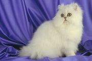 Persian Magnet