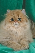 Persian Magnet