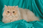 Persian Magnet