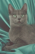 Russian Blue Magnet