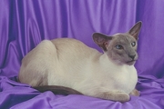 Siamese T-Shirt