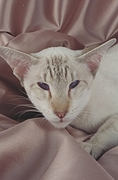 Siamese T-Shirt