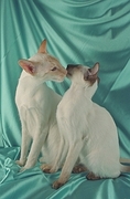 Siamese Magnet