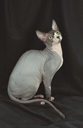 Sphynx T-Shirt