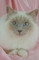 Birman picture