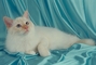 Birman picture