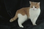 British Shorthair picture