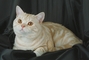 British Shorthair picture