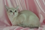 Burmilla picture