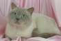 Colorpoint Shorthair picture