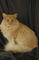 Maine Coon picture