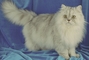 Persian picture
