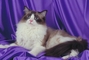 Ragdoll picture