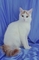 Turkish Van picture