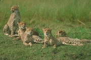 Cheetah Poster