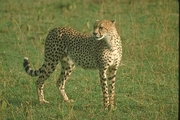Cheetah Poster