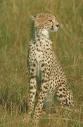Cheetah T-Shirt