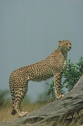 Cheetah T-Shirt