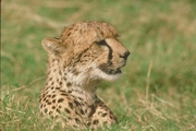 Cheetah T-Shirt